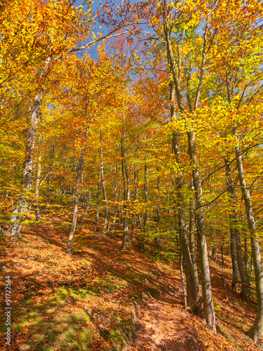 Colorful forest in fall ambiance