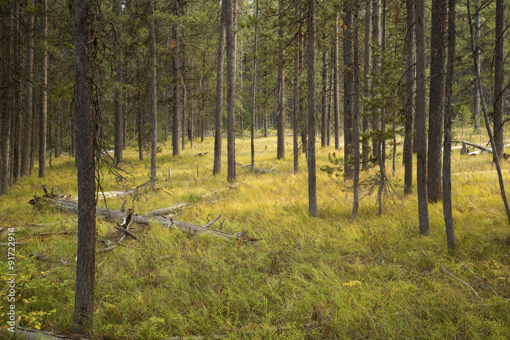 Golden light on grass, pine forest, Teton National Park, Wyoming Golden light on grass, pine forest, Teton National Park, Wyoming