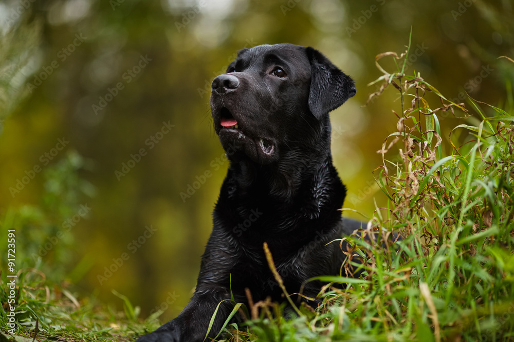 Wet labrador lies and looks into the distance
