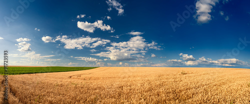 Golden wheat fields before harvest #91723593