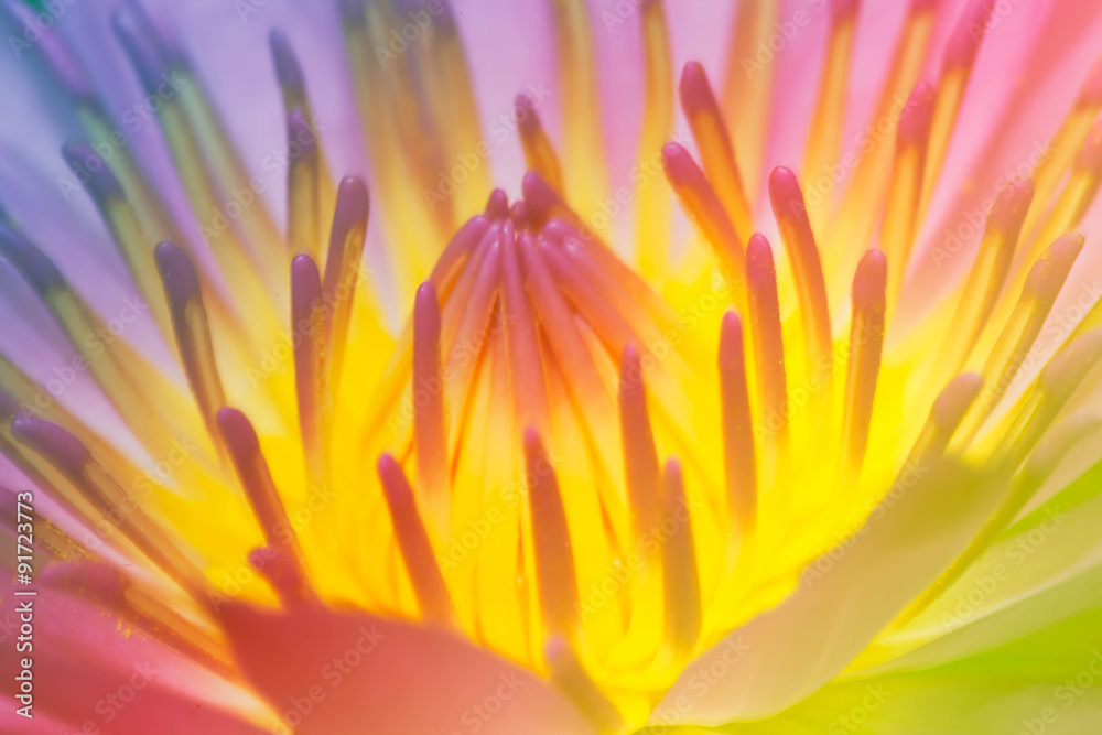 Lotus flower blur and soft background