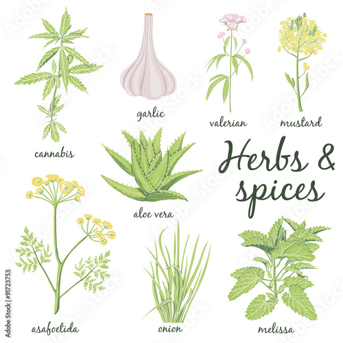 Herbs and Spices set.