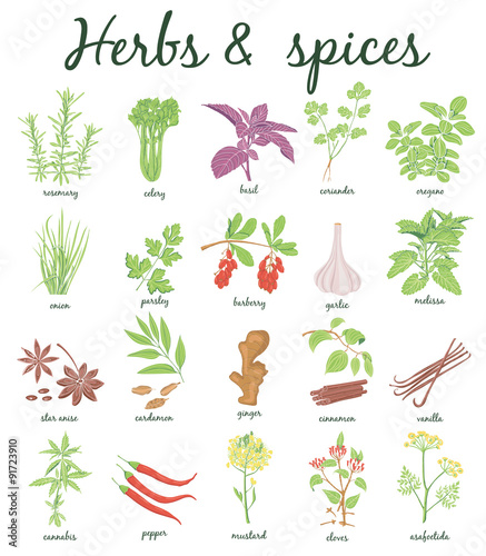 Herbs and Spices set.