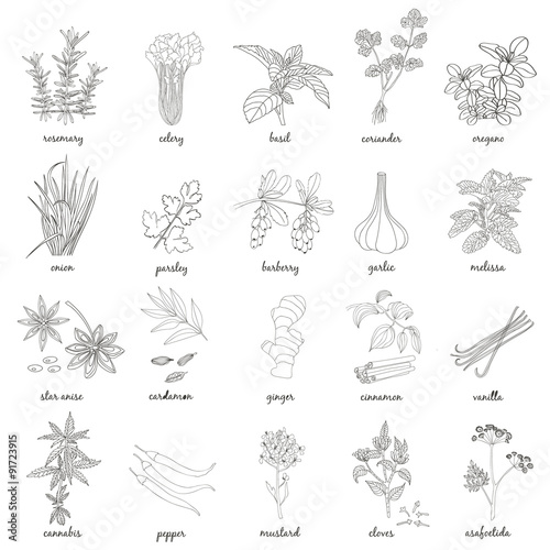 Herbs and Spices set.