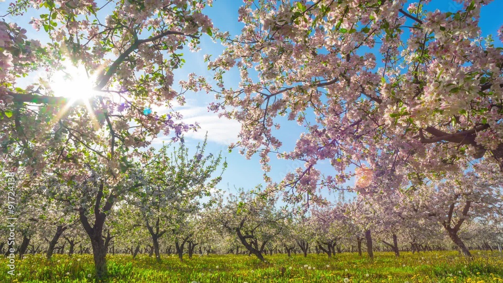 Blossoming apple orchard, time-lapse with crane Blossoming apple orchard, time-lapse with crane