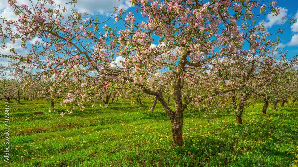 Blossoming apple orchard, panoramic time-lapse Blossoming apple orchard, panoramic time-lapse