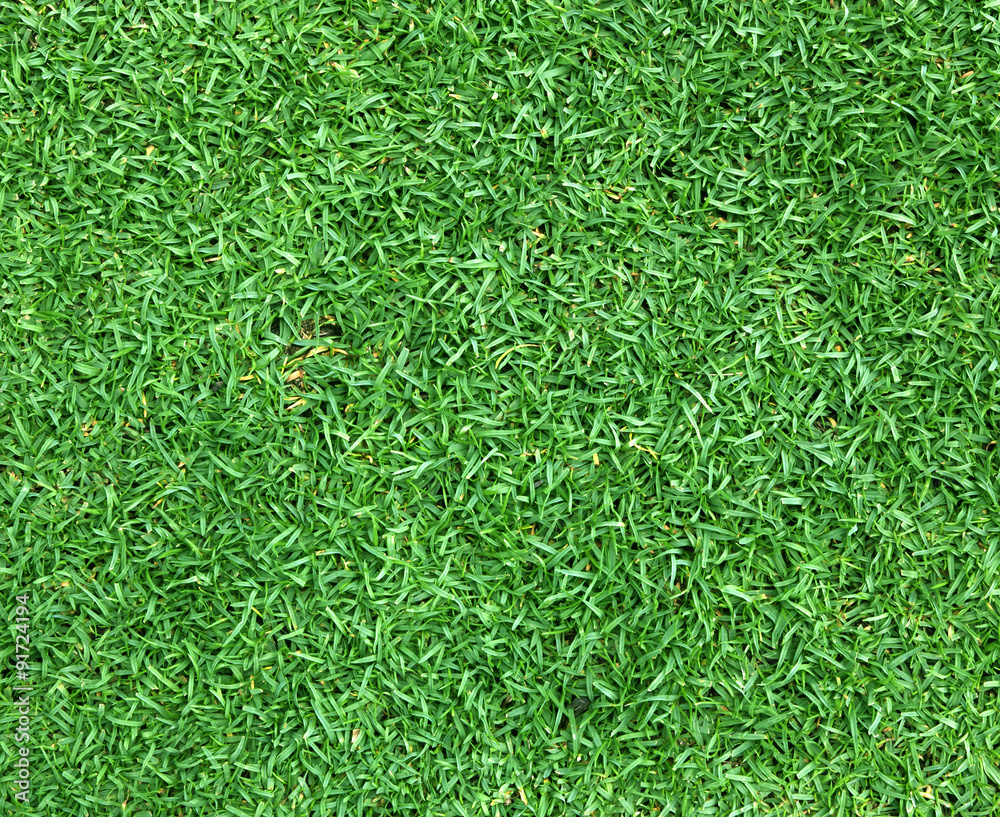 Beautiful green grass texture Beautiful green grass texture