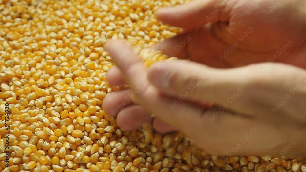 Man hands holding corn grains. Close-up.
Man hands holding corn grains. Close-up.