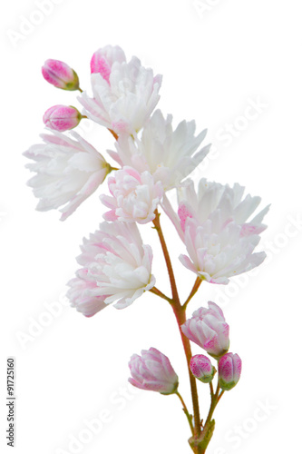 Deutzia Scabra Flowers on White Background