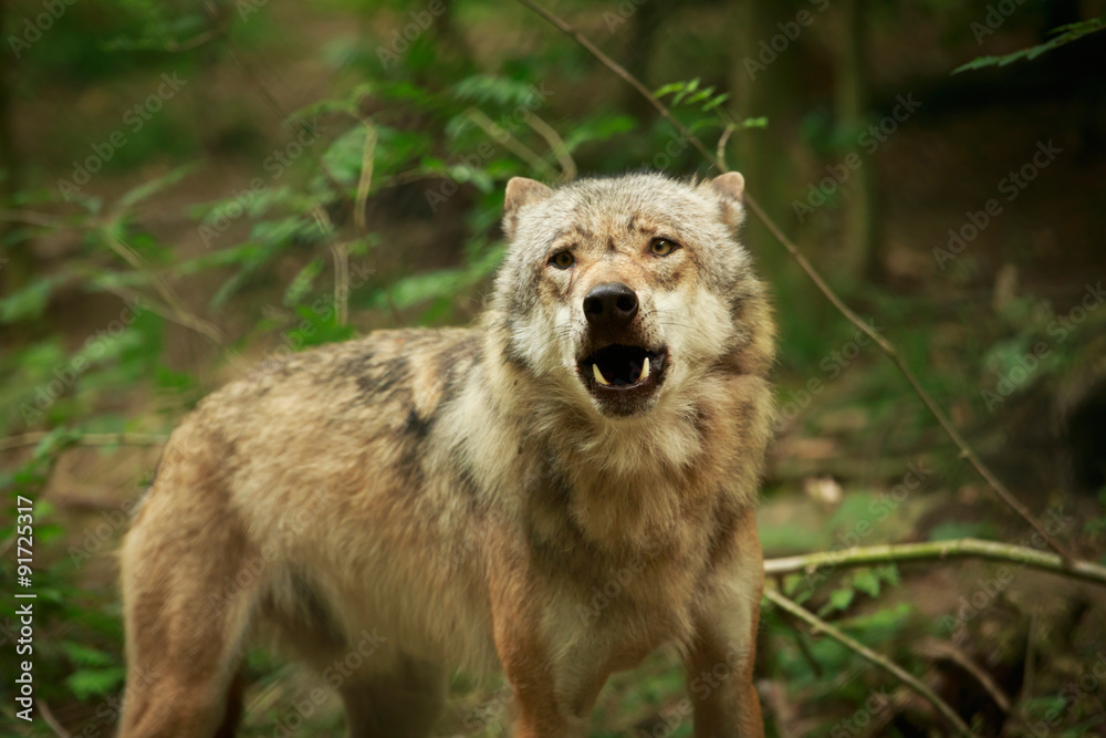 Fototapeta premium Wolf