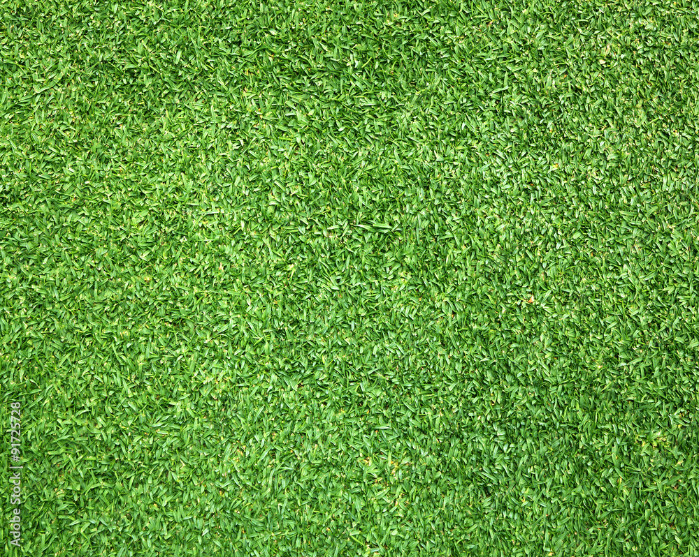 Obraz premium Beautiful green grass texture