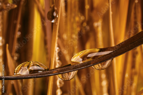 golden grass with water drops #91726305