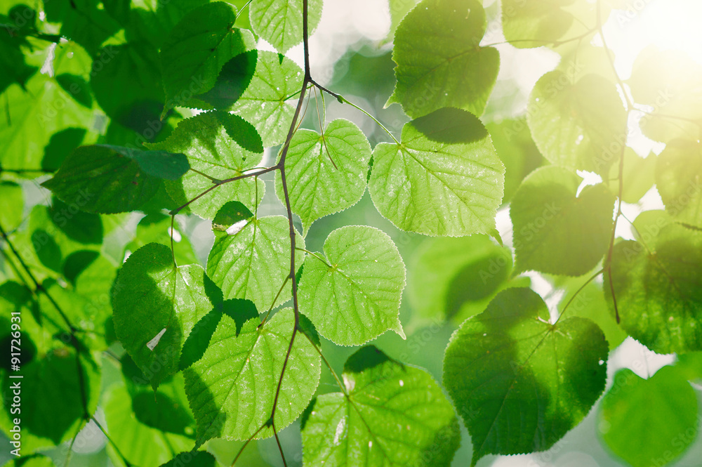 natural green background with selective focus natural green background with selective focus