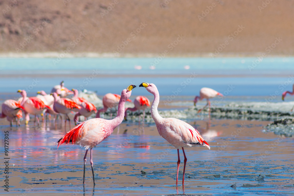 Naklejka premium Two pink flamingos at 