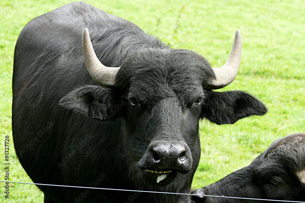 Büffel Büffel