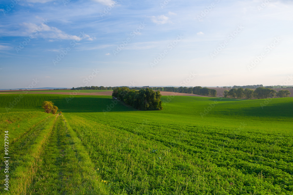 Path between green fields Path between green fields