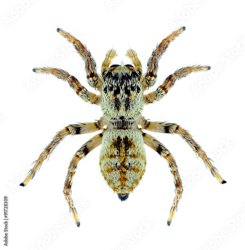 Spider Carrhotus xanthogramma (female)