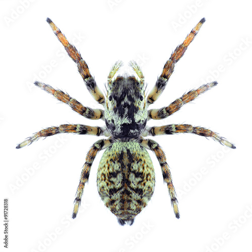 Spider Carrhotus xanthogramma (female) photo
