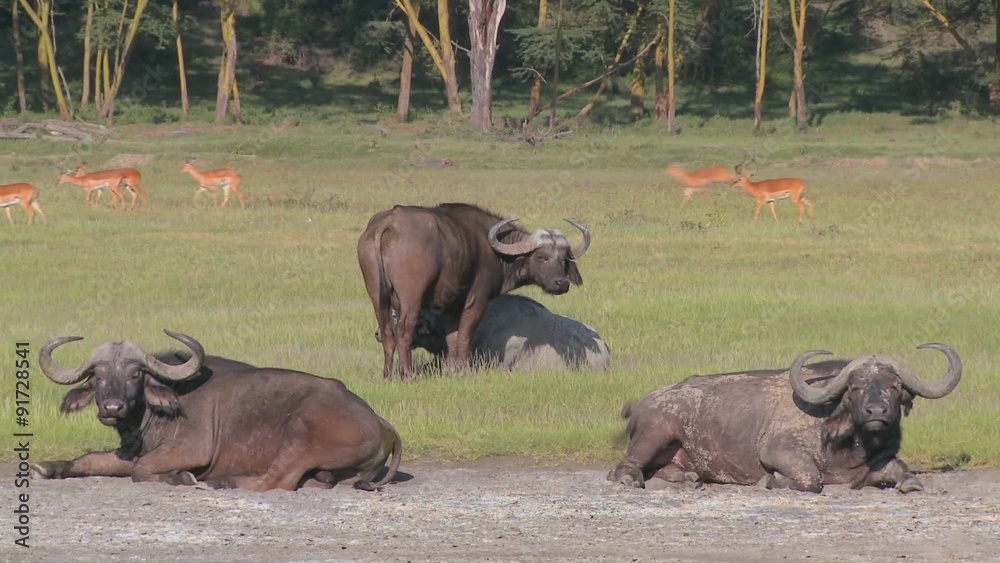 Cape buffalo relaxing on the plains of Africa. Cape buffalo relaxing on the plains of Africa.
