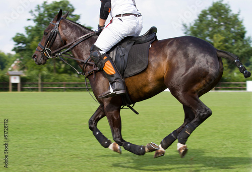 Horse in polo game