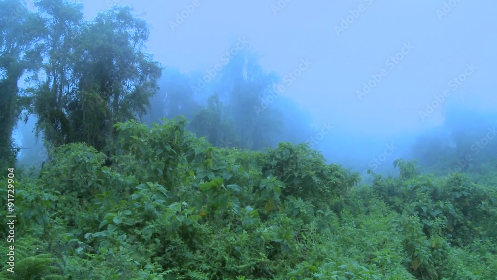 Fog rolls in over the jungle and rainforest.