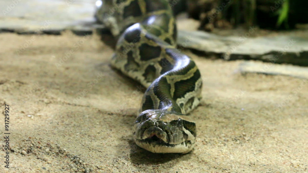 Reticulated python close up, zoom