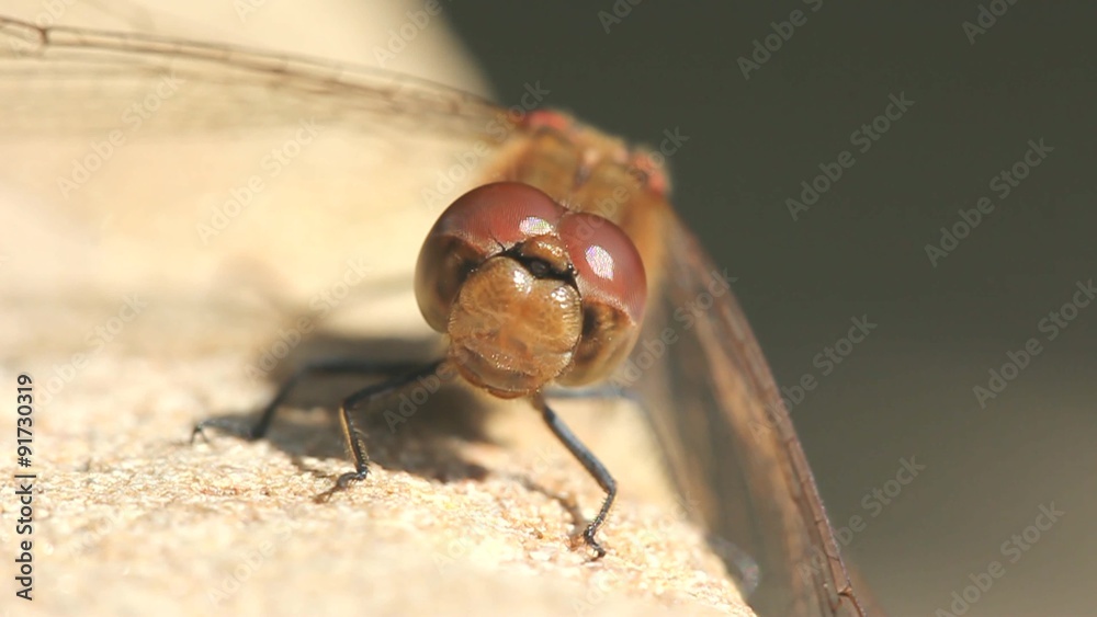 Red dragonfly closeup laughing and teasing before flying away
