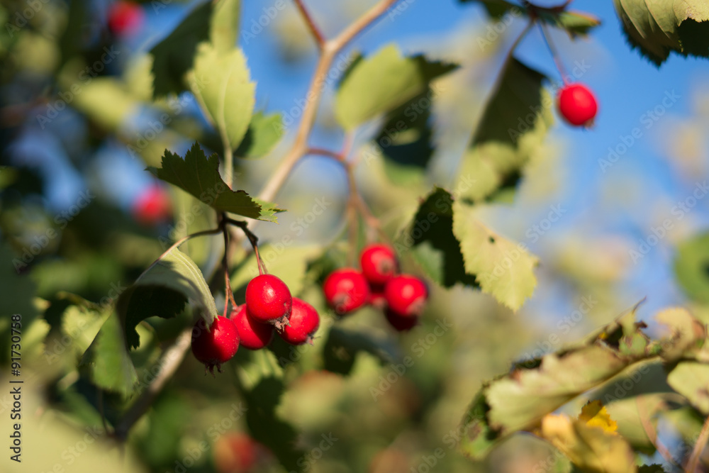Bright healing hawthorn berries on the branch