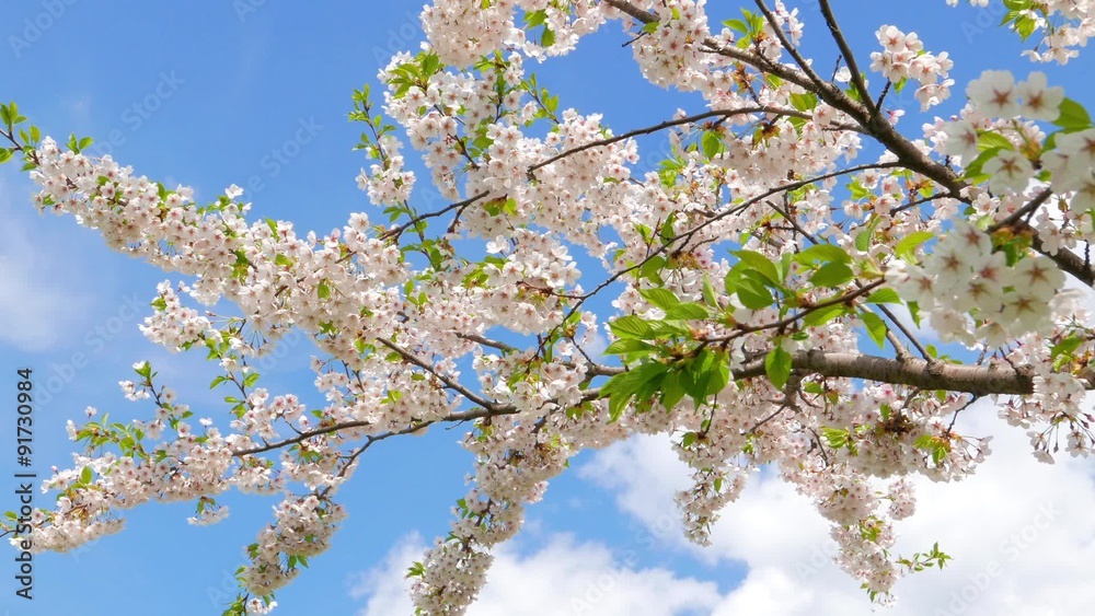 flowers of Japanese sakura against the blue sky flowers of Japanese sakura against the blue sky