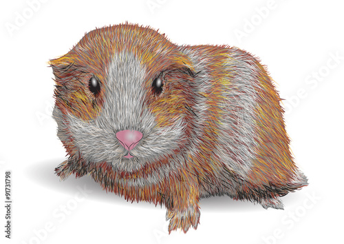 Guinea pig isolated