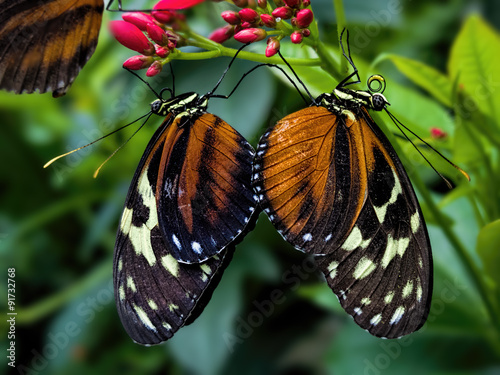 A couple of two butterflies holding each other legs as if they were lovers holding their hands. Heliconius Cydno, common name Cydno Longwing.