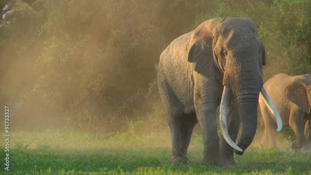A beautiful majestic giant elephant stands in early morning light with massive tusks.