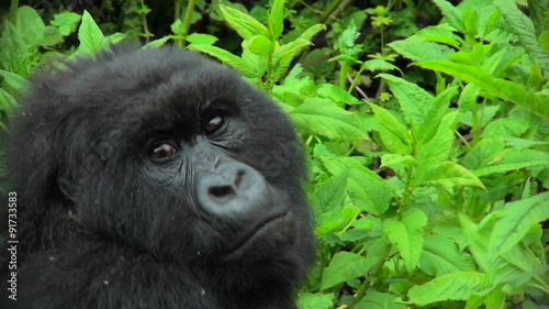 A mountain gorilla looks around in the Rwandan rainforest. photo