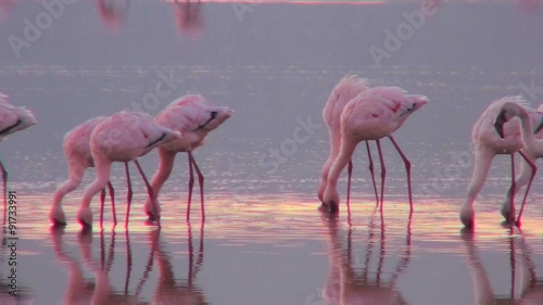 Beautiful footage of pink flamingos in early morning light on Lake Nakuru, Kenya. photo