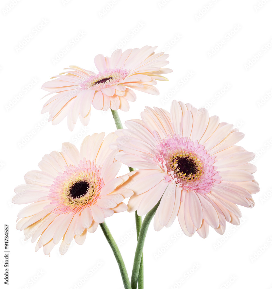 pink gerber daisies isolated