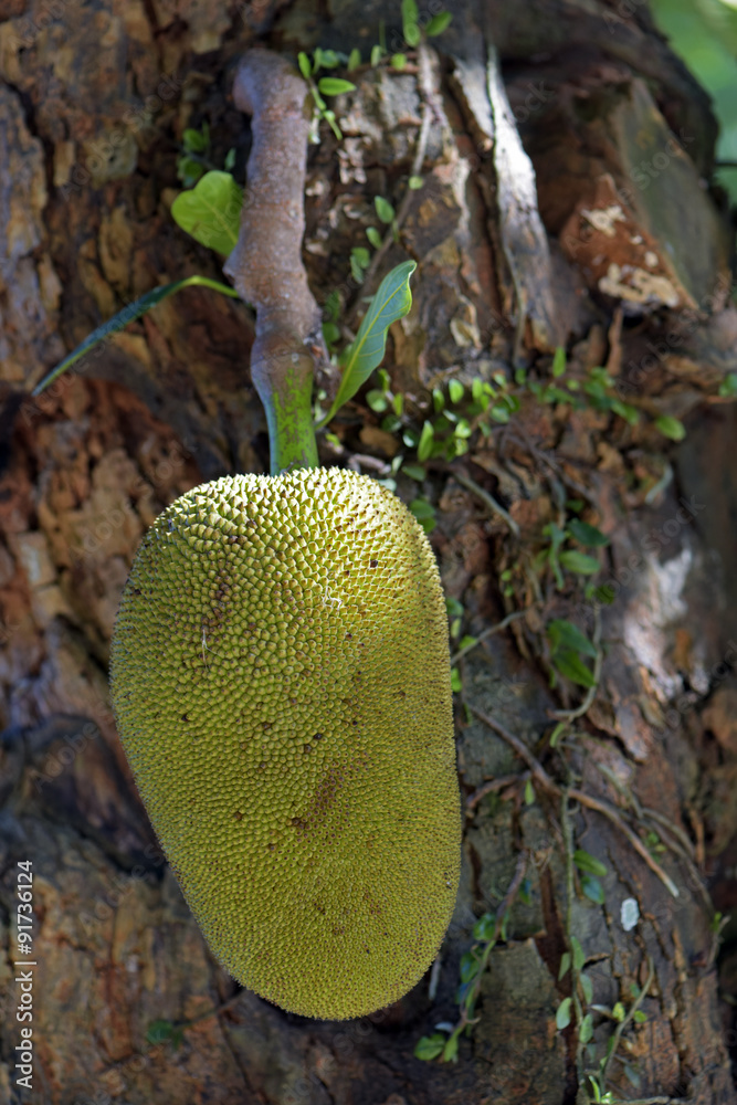 Jackfruit tree whit fruit Jackfruit tree whit fruit