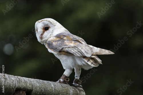 Barn Owl photo