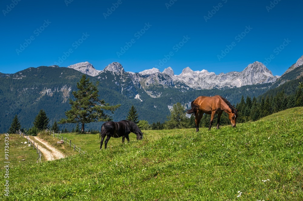 Horse in the Alpine meadow under the mountains