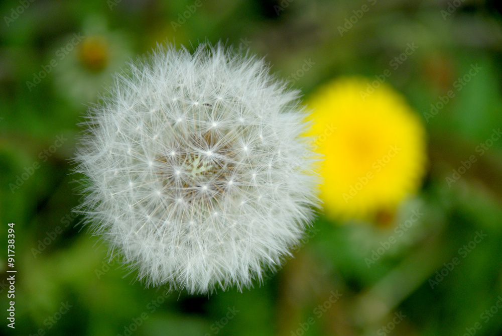 Fototapeta premium タンポポ