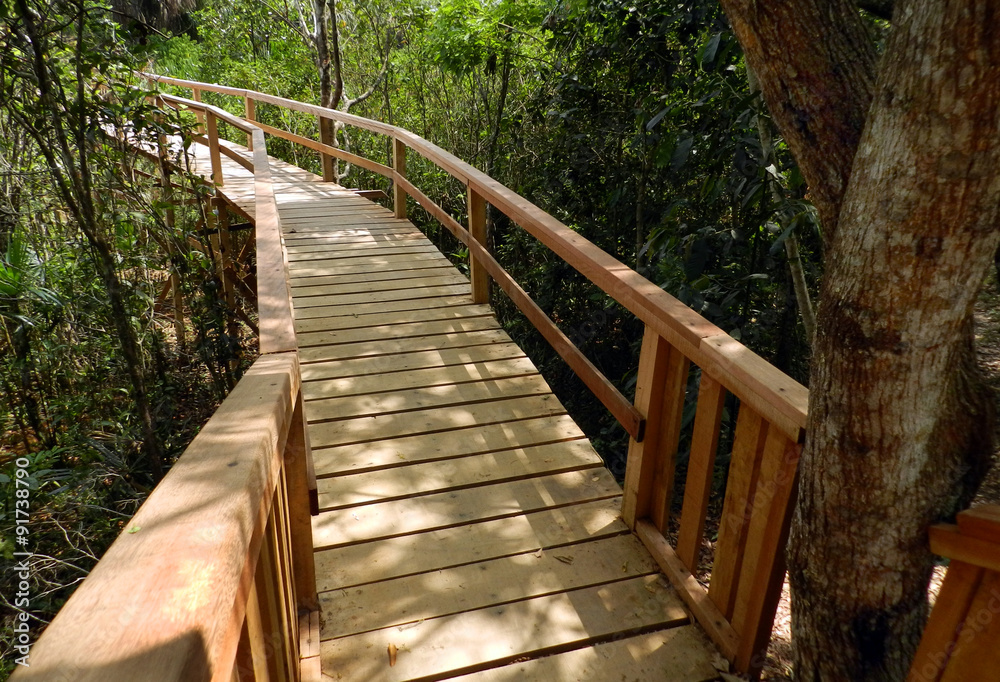 Fototapeta premium Path in the trees