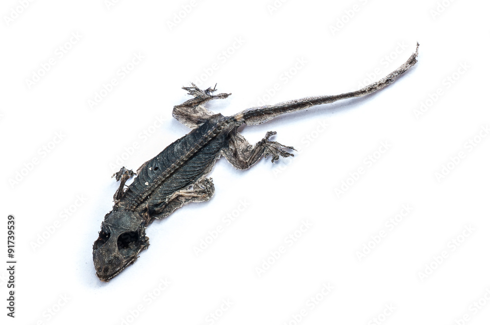 Naklejka premium Dried dead small lizard showing its body skeleton isolated on white