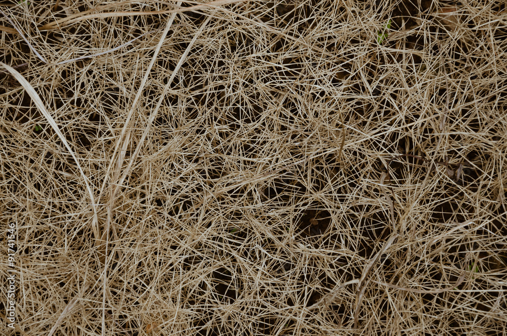 Background of Dried Grass In Soft Focus. Background of Dried Grass In Soft Focus.