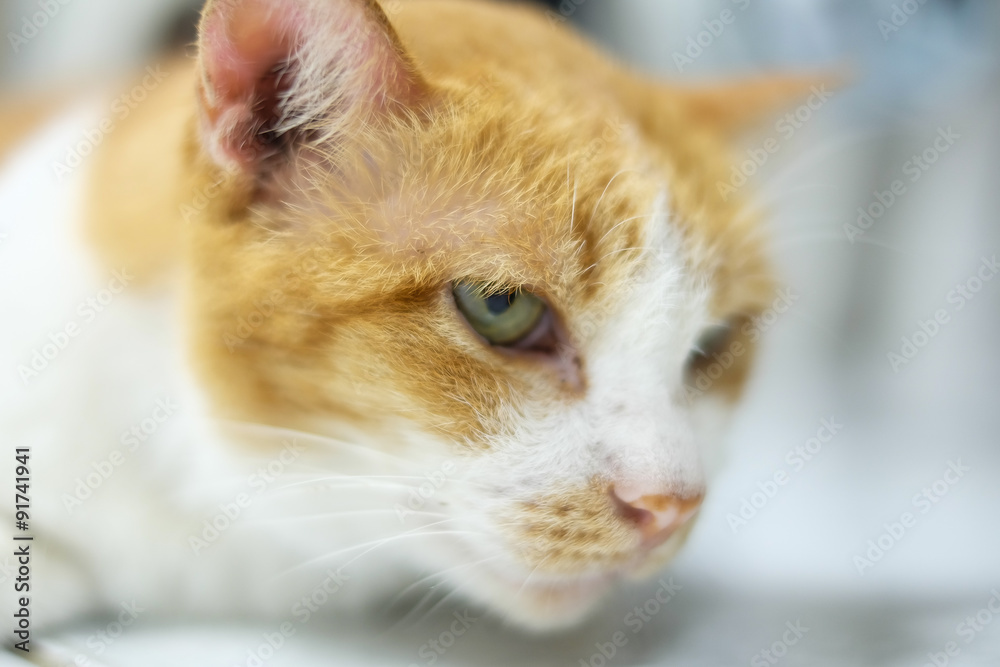 Fototapeta premium orange cat closeup