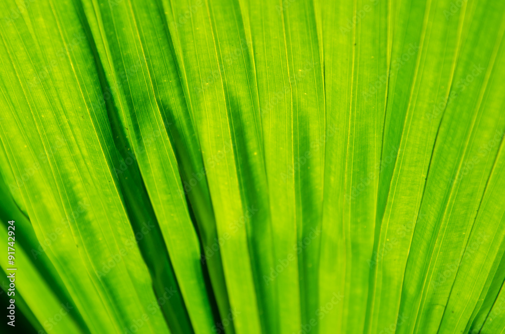 Background of Palm Leaf Detail In Soft Focus. Background of Palm Leaf Detail In Soft Focus.
