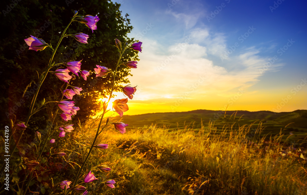 Beautiful countryside landscape with field flowers lit by sunset 