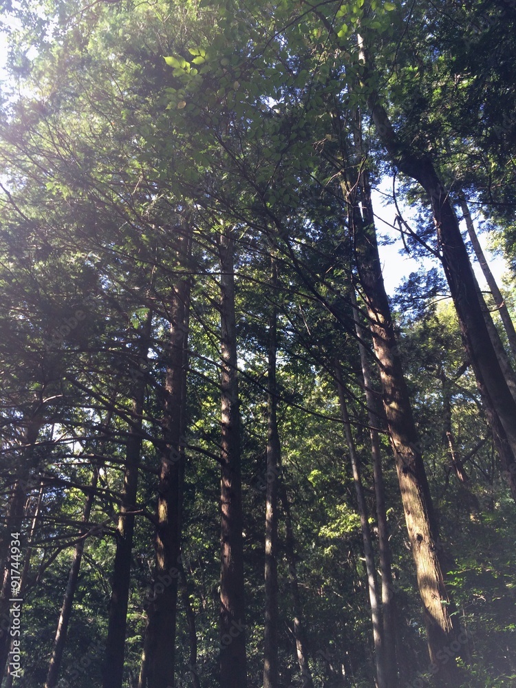 Fototapeta premium 朝日に照らされる木