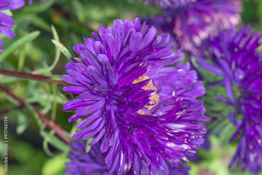 Obraz premium Purple asters