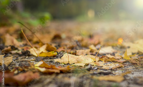 fallen leaves in autumn forest at sunny weather