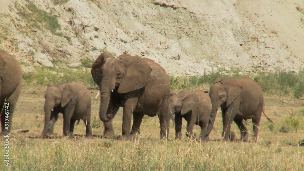 MCU Herd of elephants moving thru frame MCU Herd of elephants moving thru frame