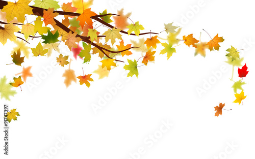 Branch with autumn maple leaves, vector illustration.